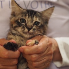 サビ子猫ブラウニーちゃん