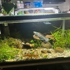 水槽セット
