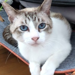 シャムミックスのフランちゃん