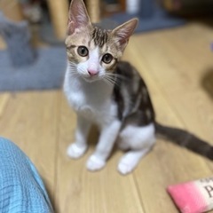 アメショ柄の子猫♂