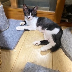白黒の小さめ子猫ちゃん　♂