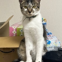 バドミントンやりましょう！