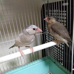 文鳥