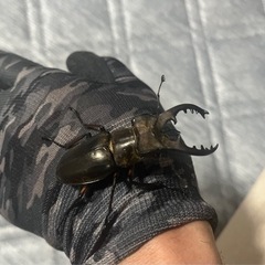 大型ミヤマクワガタペア、ノコギリクワガタペア、カブトムシの画像