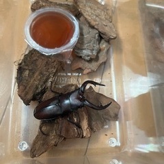 大型ミヤマクワガタペア、ノコギリクワガタペア、カブトムシの画像