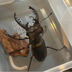 大型ミヤマクワガタペア、ノコギリクワガタペア、カブトムシの画像