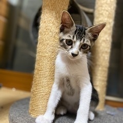 アメショ柄(黒)の子猫　♂