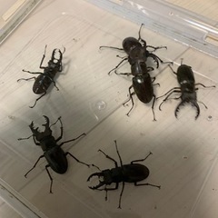 ミヤマクワガタ