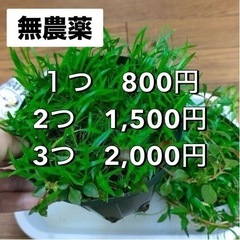 水草MIXポット⑧