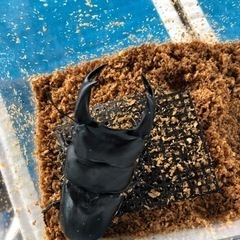 各種カブトムシ.クワガタ（ツヤちゃんのクワガタ道の駅足柄.金太郎のふるさと店）の画像