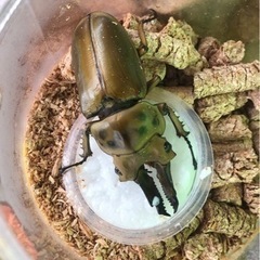 各種カブトムシ.クワガタ（ツヤちゃんのクワガタ道の駅足柄.金太郎のふるさと店）の画像