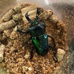 各種カブトムシ.クワガタ（ツヤちゃんのクワガタ道の駅足柄.金太郎のふるさと店）の画像