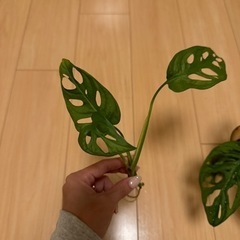 【再販】数量限定　マドカズラ 1株(2〜3枚)の画像