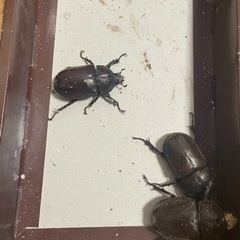 カブトムシ3ペアの画像