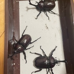 カブトムシ3ペア