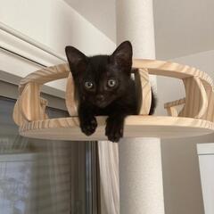 お話中【保護猫の里親募集】ナイトくん　黒猫オス
