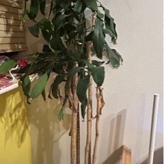 観葉植物　約10号