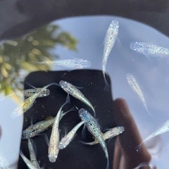 【問い合わせ中】メダカ　アポロ×夜桜LRFを19匹の画像