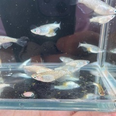 【問い合わせ中】メダカ　アポロ×夜桜LRFを19匹の画像