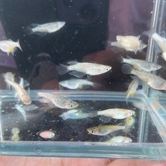 【問い合わせ中】メダカ　アポロ×夜桜LRFを19匹の画像