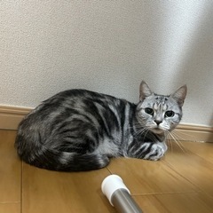 アメショー女の子