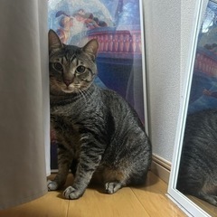 キジトラ男の子