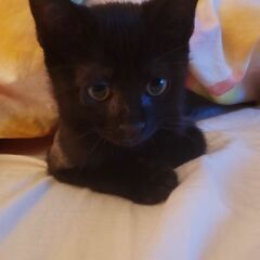 3か月　甘えん坊な黒猫の男の子