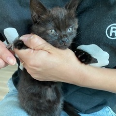 2ヶ月未満の仔猫