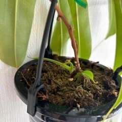 ネペンテス アラータ　Nepenthes alataの画像