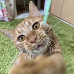 茶トラ男子最強甘えんぼう説 - 猫