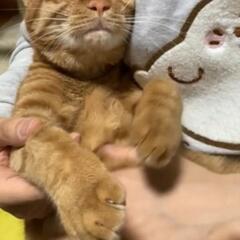 茶トラ男子最強甘えんぼう説 - 里親募集