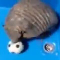 ムツオビアルマジロ　ペア　USA便 - ペット
