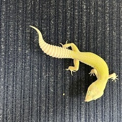 レオパードゲッコー　ブリザード2311 − 長野県
