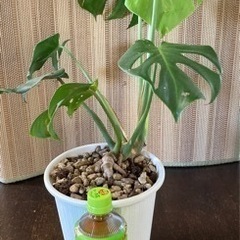 モンステラの画像