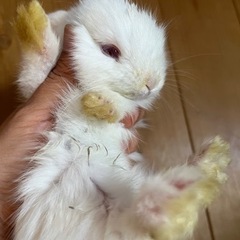 ロップイヤー赤ちゃん（決まりました）