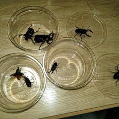 【完売】カブトムシ・ノコギリクワガタなど(天然採集)の画像