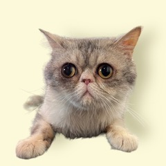 エキゾチック男の子