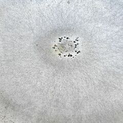 業務用 アルミ鍋 大鍋 イベント炊きだし、シンメナベ、 調理器具、 炊き出し 中古の画像