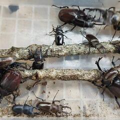 第10回〜11回❗天然採集❗クワガタ虫を無料で差し上げます。2人...