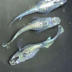 メダカ　サボテン　稚魚