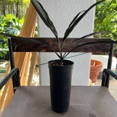 [観葉植物]コルジリネブラックスパイダー
