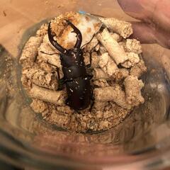 ノコギリクワガタ②