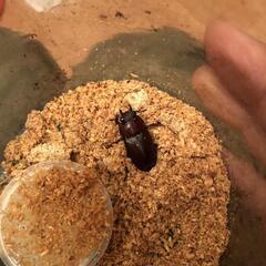 ノコギリクワガタ②の画像