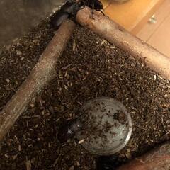 ノコギリクワガタ②の画像