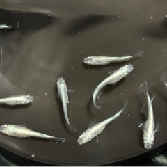 🉐🐟【サボテン】20匹🐟　メダカ