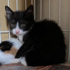 保護子猫ちゃんをどうぞ家族の一員に💗