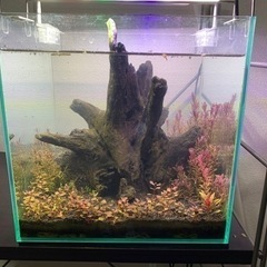 【明日15時まで】レイアウト水槽