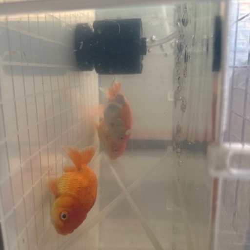 金魚
