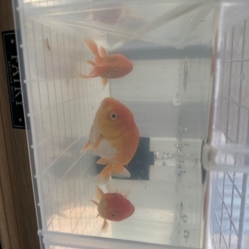金魚
