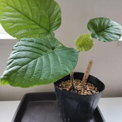 ウンベラータの画像